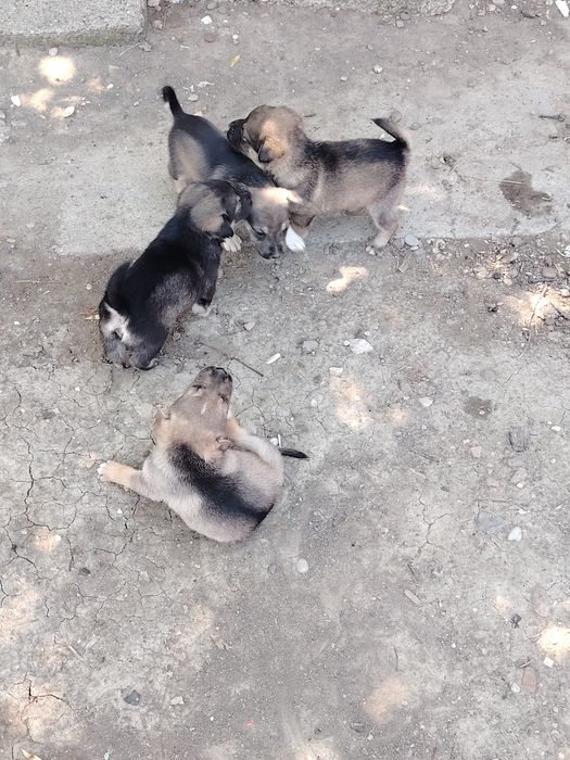Donez 5 căței – județul Brăila