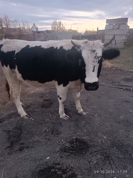 Продам телку 1,6 года не стельная на мяса можно цена 500 тыс торг