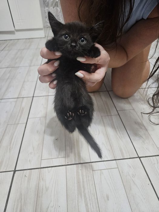 Отдам котят в надежные, добрые руки