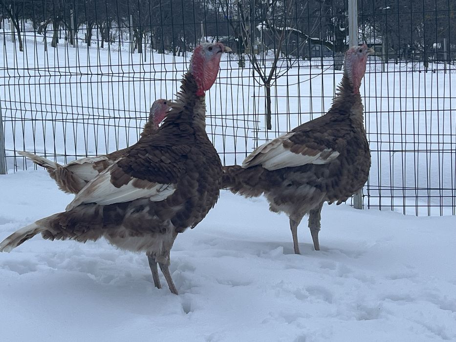 Curcan 2025 rasa grea