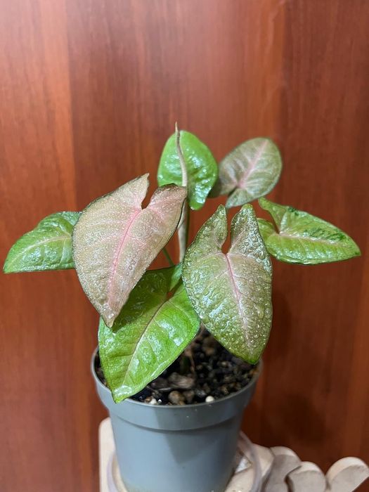 Продам Сингониум “Регина Ред”