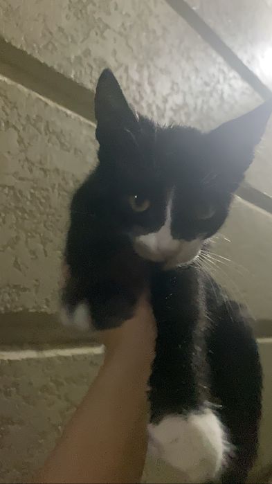 Отдаю котенка в добрые руки(мальчик)