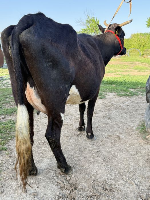 Бұзаулы сауынды сиыр