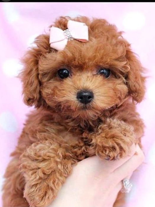 Продам той пуделят!!! 199 000 тг.