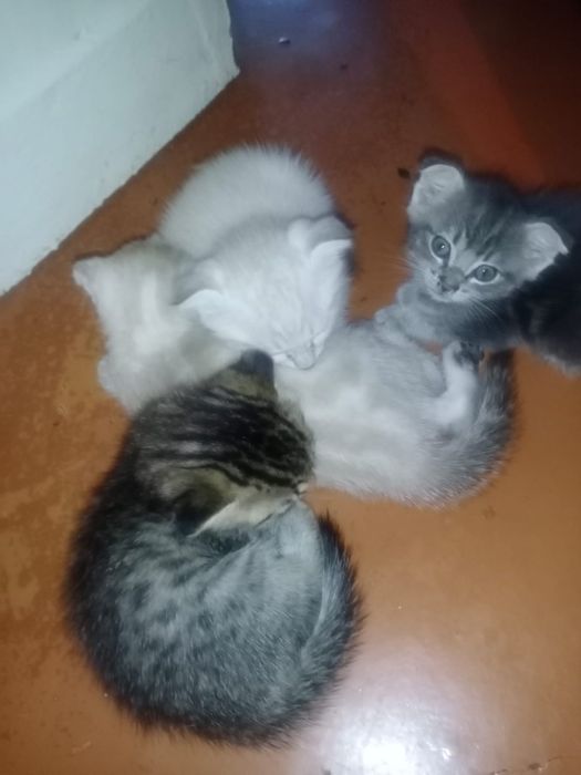 Котята породистые продам.