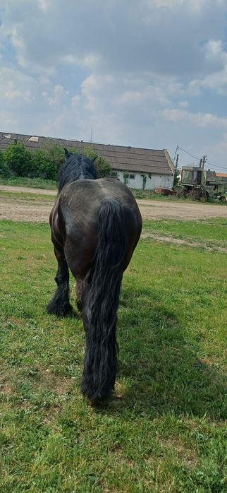 Vand armăsar de 4 ani