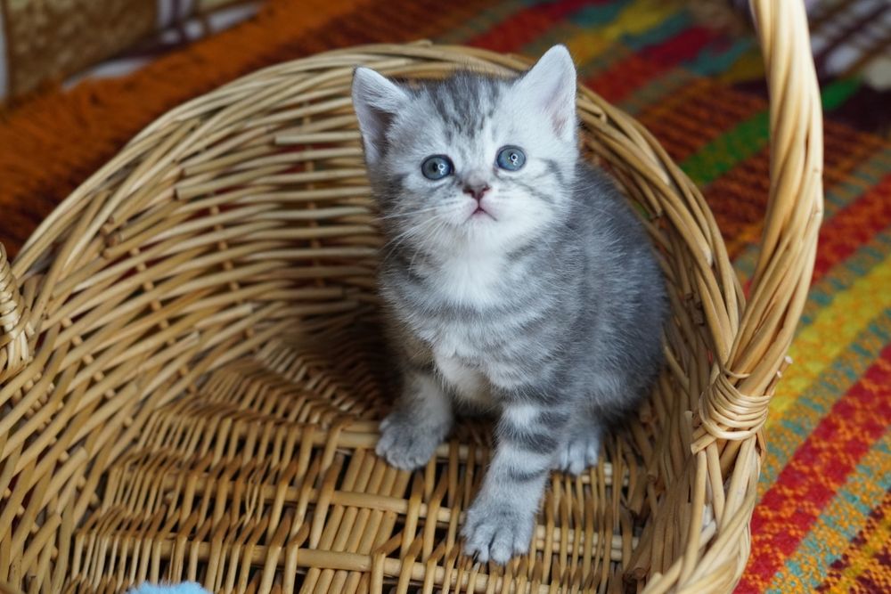 Британские котята