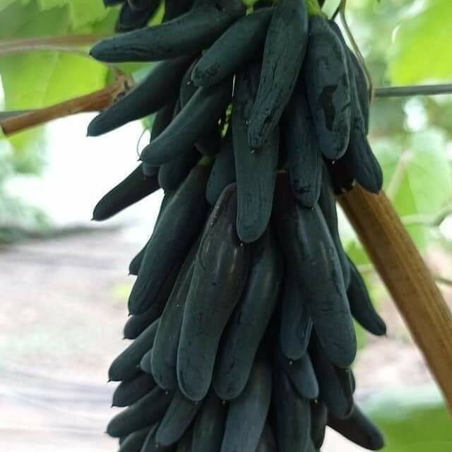 Eng YANGI SORT UZUM Kuchatlari