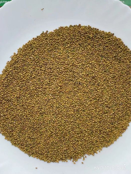 Семена донник доник магниченный