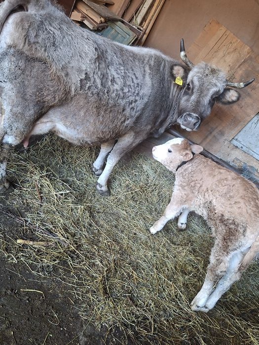 Vând vacă cu vitel