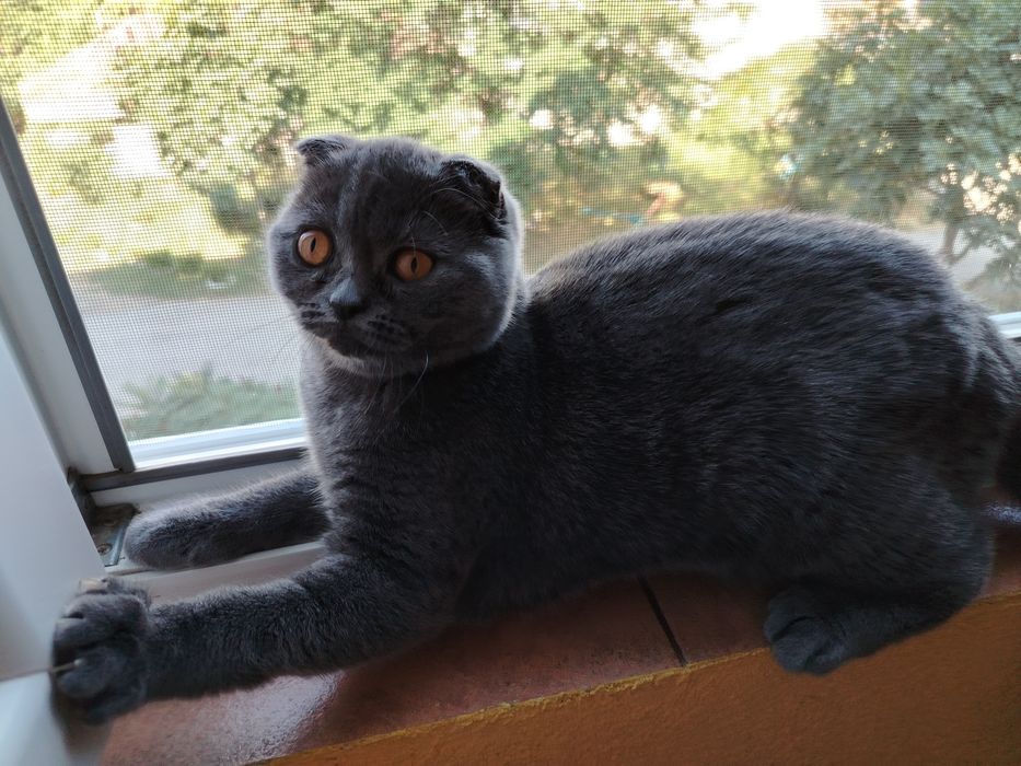 Шотландски котета