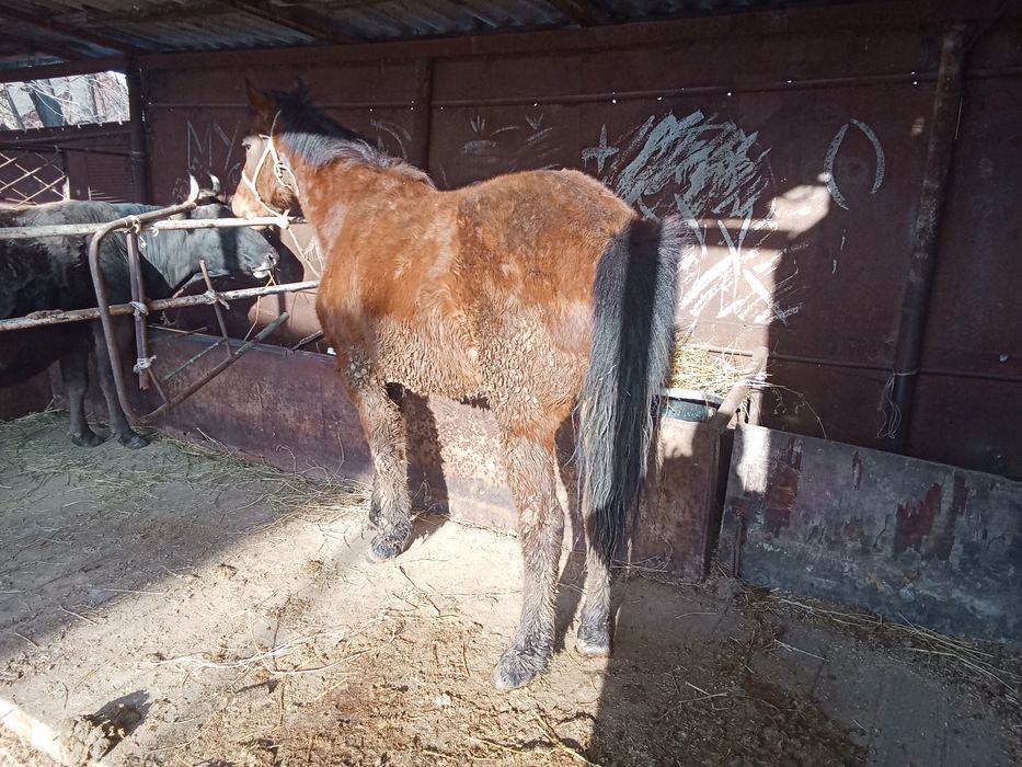 Байтал сатылады 3 жасар