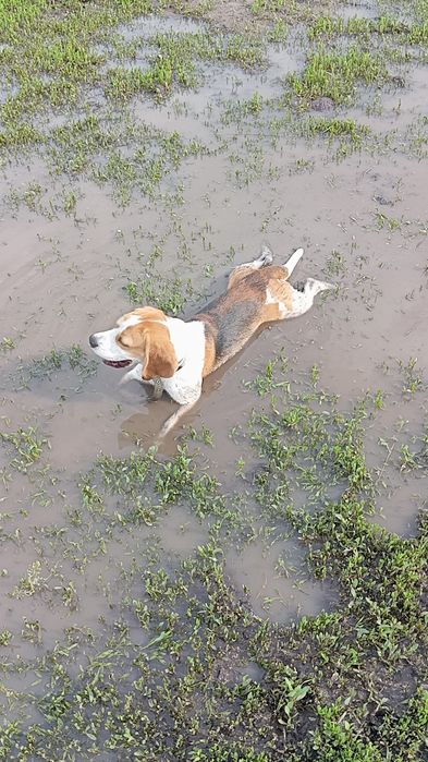 Собака бигль, договорная