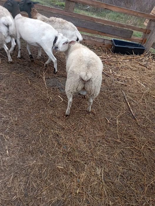 Vând berbecuț Texel