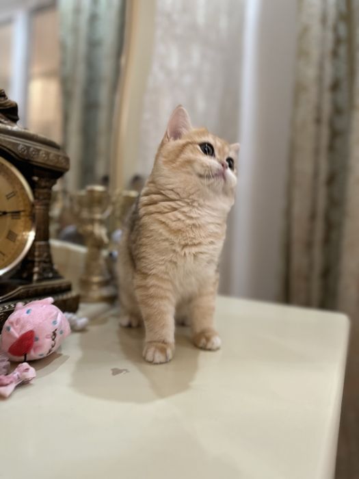 Kотята зoлотой шиншиллы