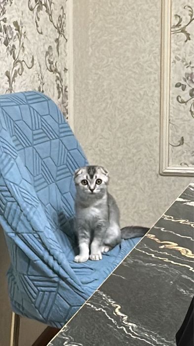 Шотландская вислоухая кошка