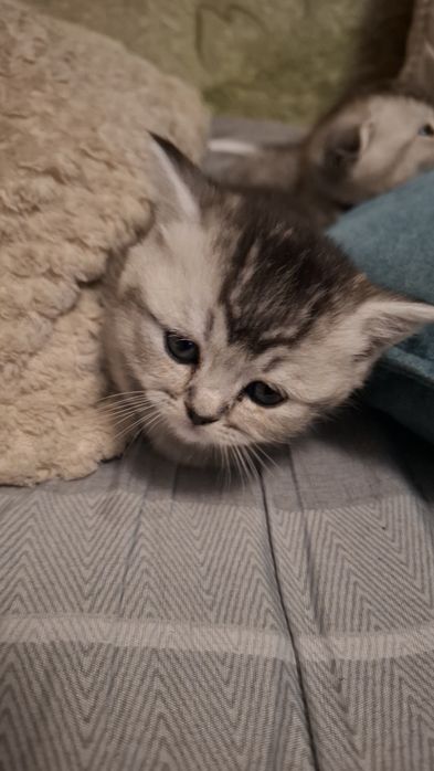 3 котёнка шиншилла.