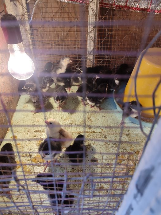 Андижон кора жужалари