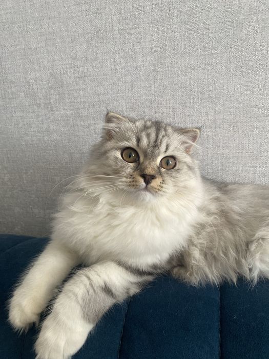 Отдам в добрые руки кошечку