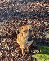 Разходка на кучета