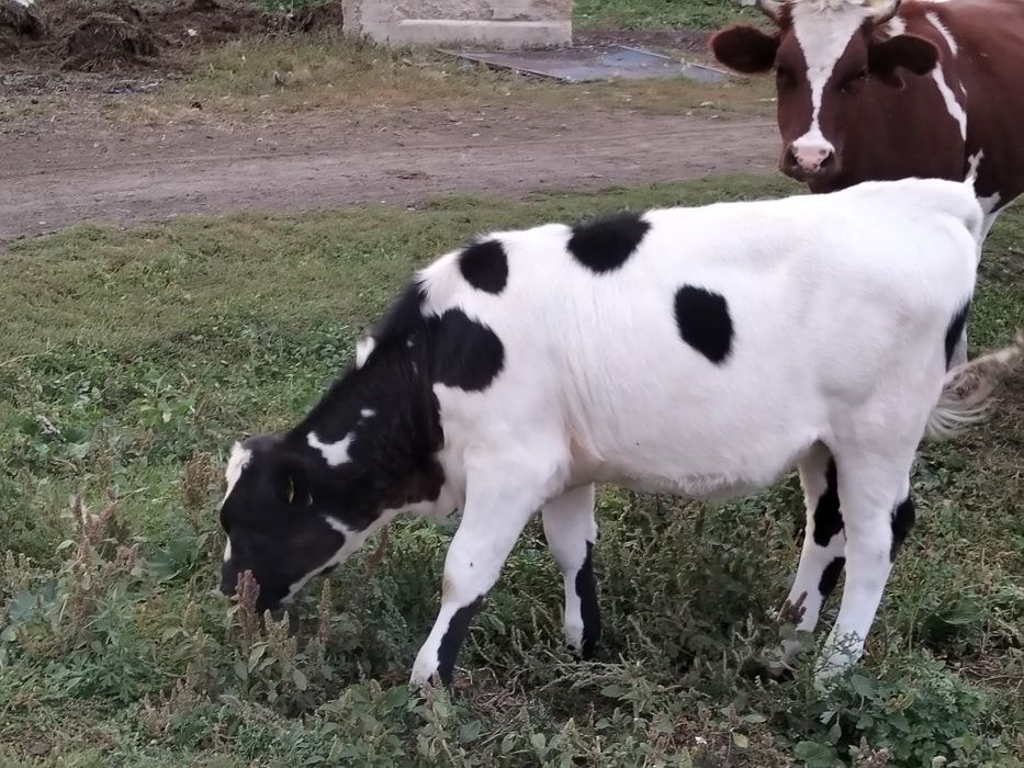 Продам   телёнка