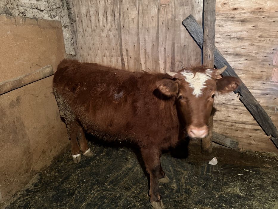 1,5 жасар Құнажын сатамын