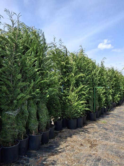 Deținem o gama larga de plante ornamentale