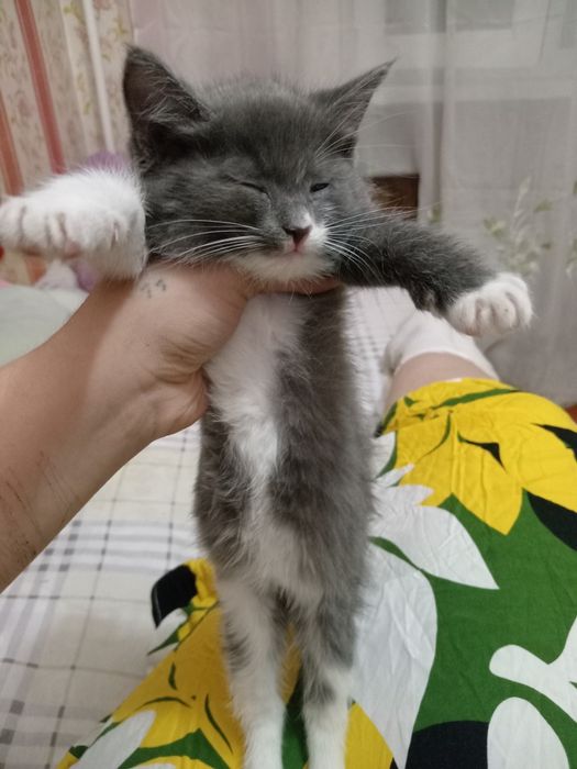 Отдам даром котенка