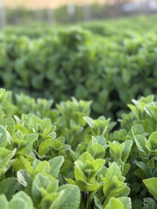 Menta Olandeza fresh!