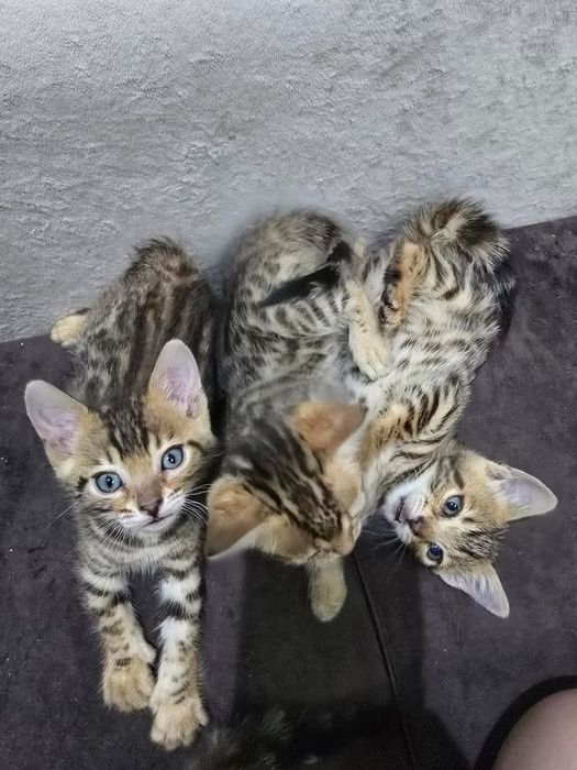 Бенгальский котенок