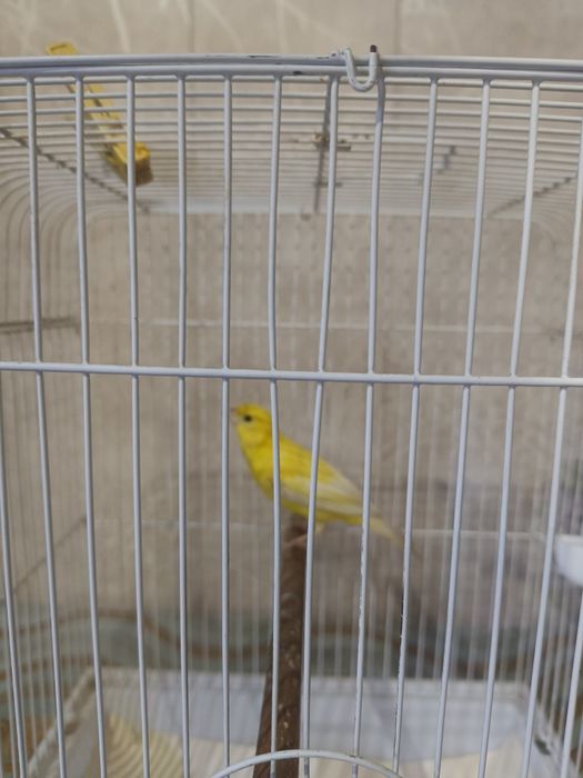 Konoreykala sotiladi