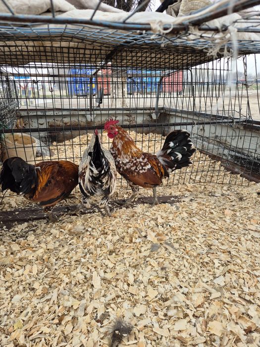 Карликовые петушки бентамки