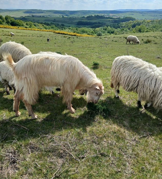 Vând un țap de doi ani.