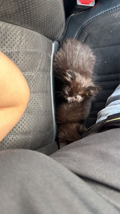 Котята черные   2 шт