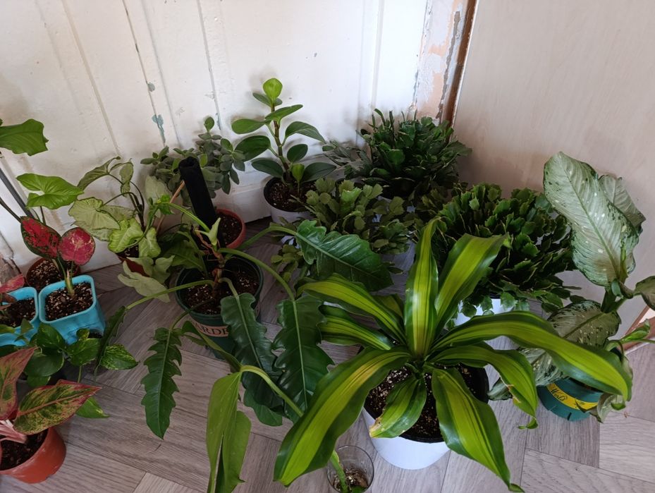 комнатные цветы Оптом