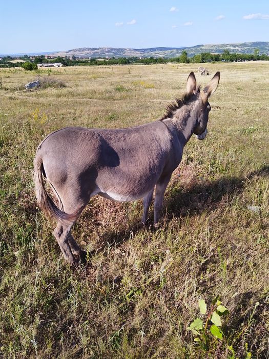 Măgărița gestanta