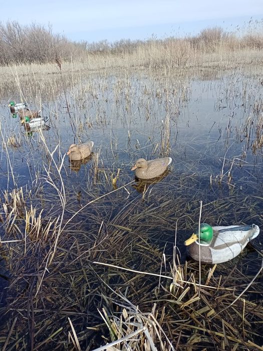 Чучела уток Flambeau