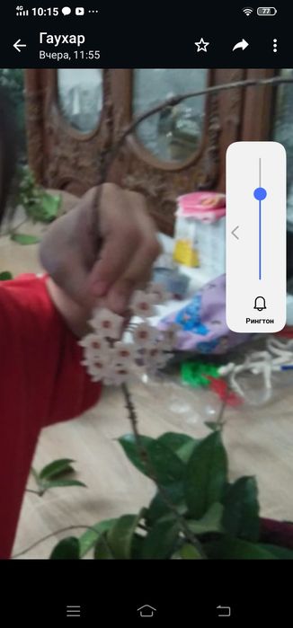 Цветы комнатные ухоженные