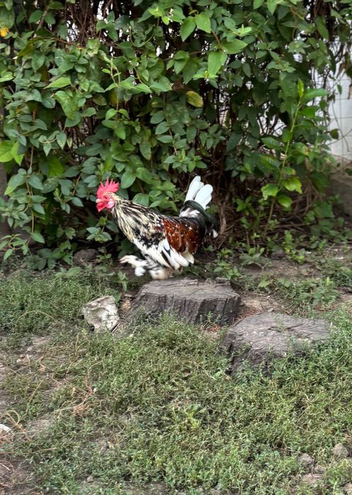 Motata olandeza Mii de flori