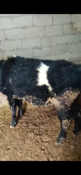 Еркек бұзаулар 257000