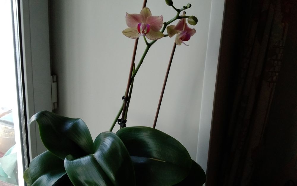 Продам домашнюю орхидею