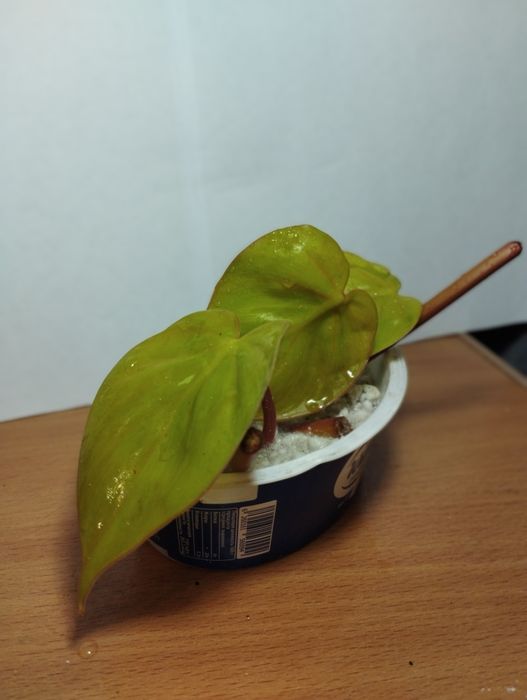 Продам комнатные растения