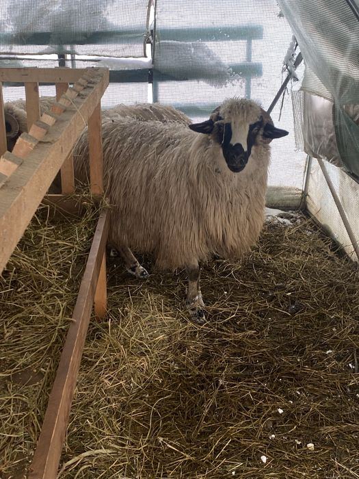 Vand o mioara gestanta si mare oie dei mama buna
