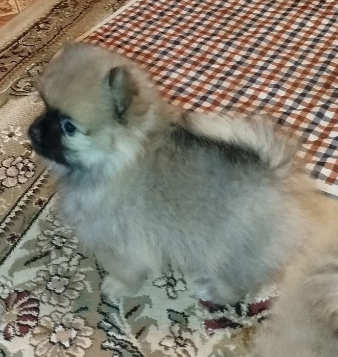 Мальчик померанского шпица