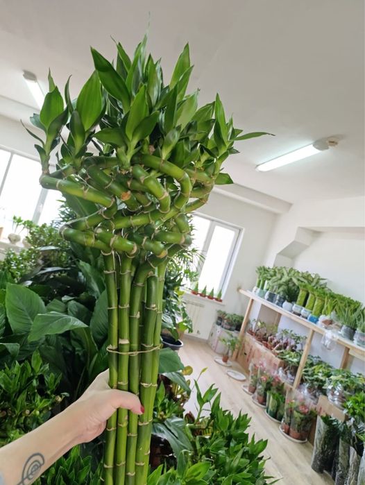 Бамбук для привлечения  достатка