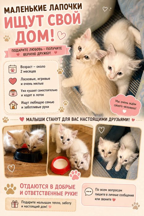 Маленькие лапочки ищут свой дом!