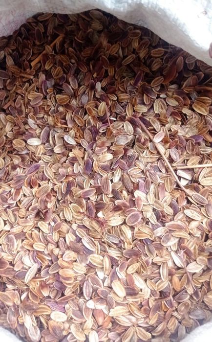 Каврак уруги улжон сорти сотилади