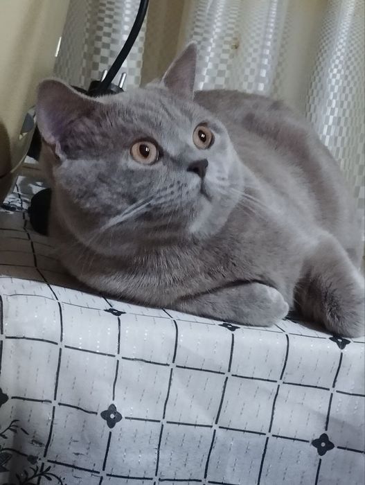 Кот для вязки шатландской пароды, лиловый  ,киргили пеликаны