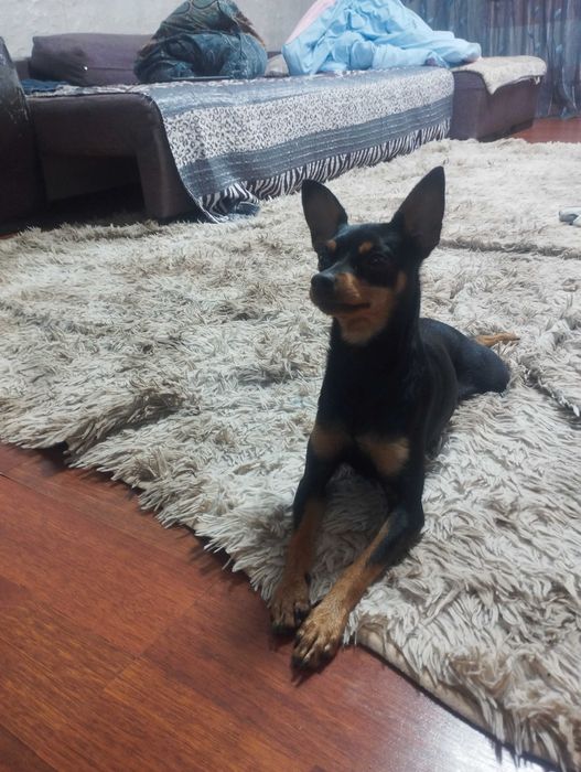 Продам тойтерьера