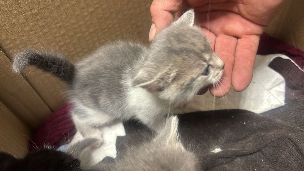 Отдам в хорошие руки котят